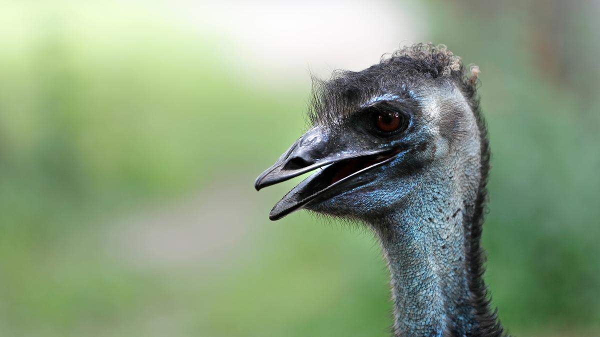 An Emu is seen in its exhibit at the Audubon Zoo in New Orleans, Monday, July 16, 2018. (AP Photo/Gerald Herbert)