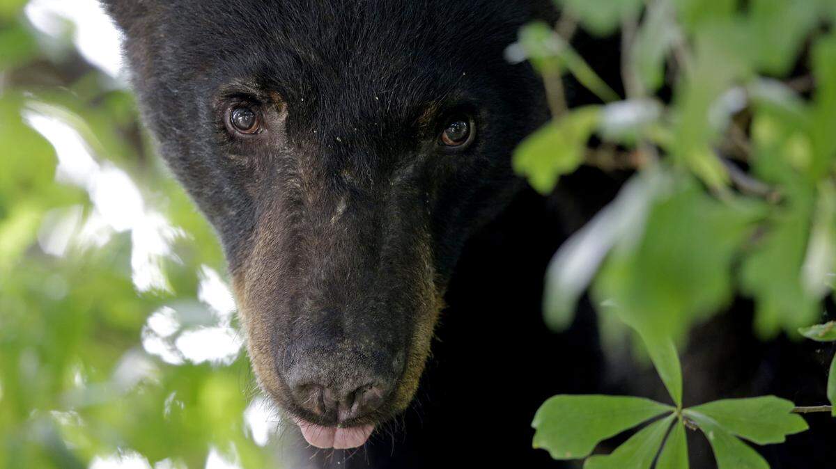 In this May 17, 2015 photo, a Louisiana Black Bear, sub-species of the black bear that is protected under the Endangered Species Act, is seen in a water oak tree in Marksville, La.