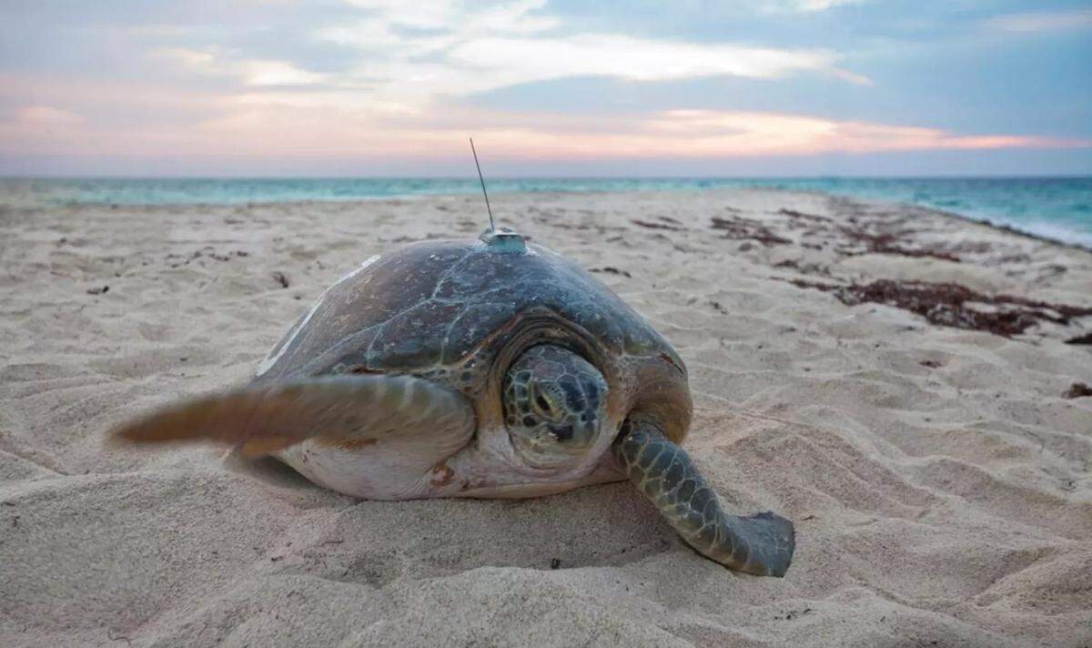 This loggerhead turtle in the Dry Tortugas was outfitted with a satellite tracker by the U.S. Geological Survey to track its movements.