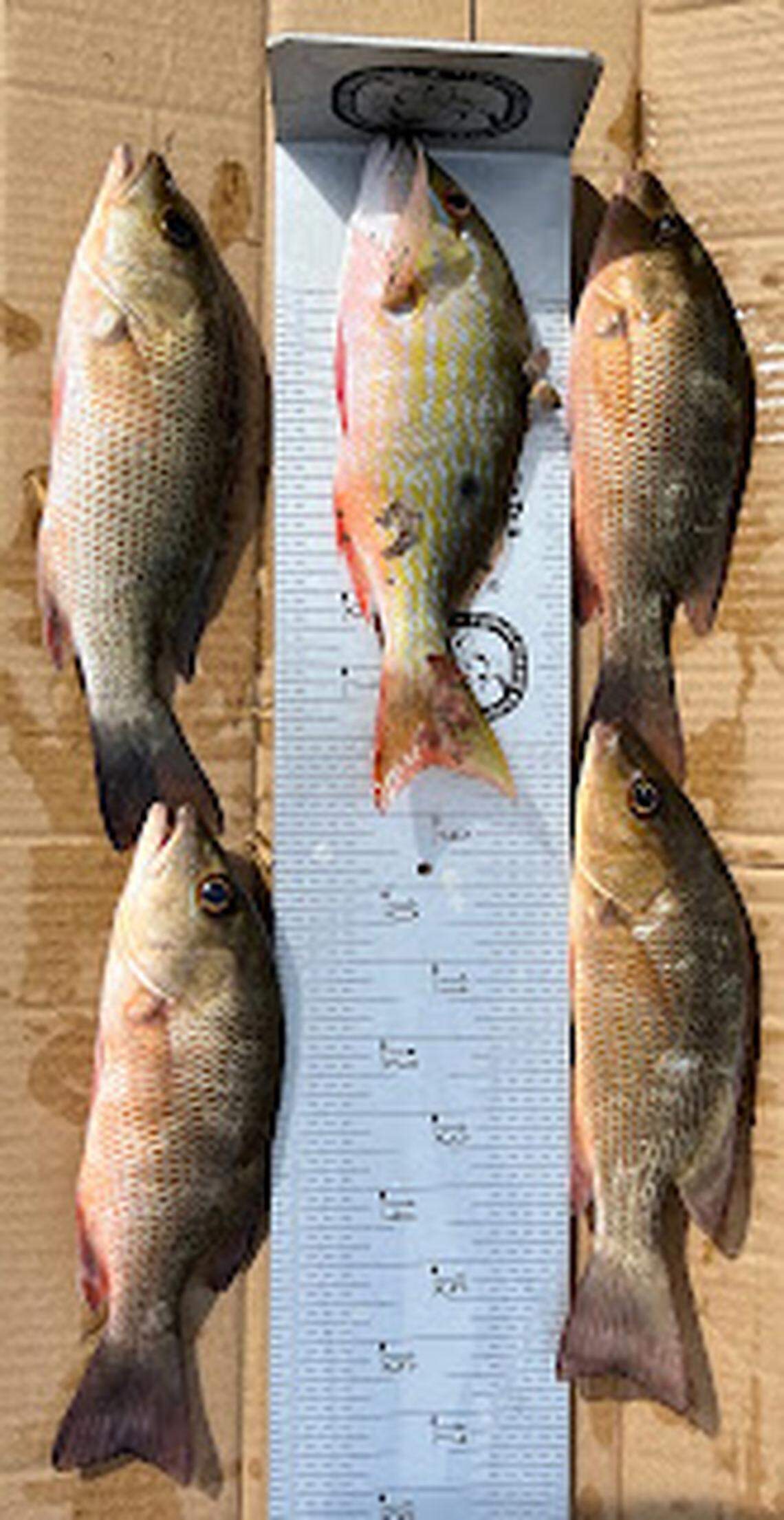 Undersized snappers Keys authorities say Port St. Lucie’s Russell Lawrence had on Saturday, Aug. 5.