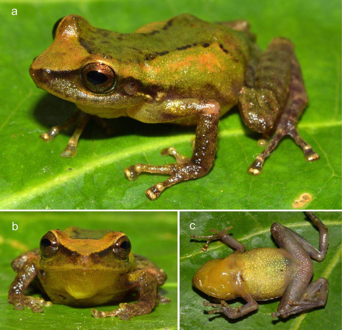 The collected specimens measured between approximately 0.8 inches and 0.9 inches, researchers said.