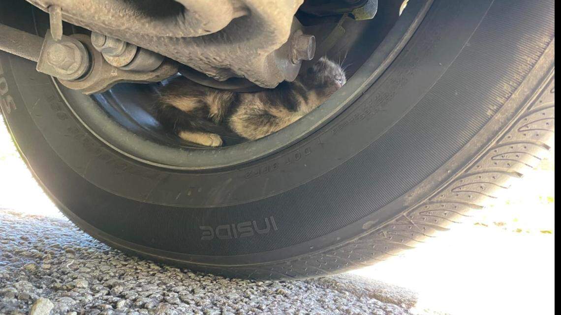 Kitten stuck in car’s tire in Palatka, Florida/Facebook