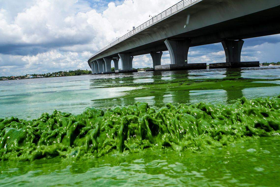 In 2016, discharges from Lake Okeechobee led to widespread blooms along the St. Lucie River.