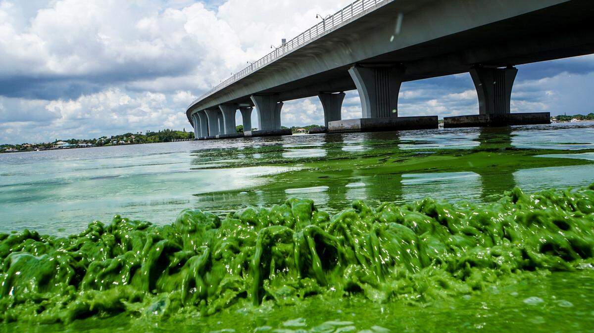 An Everglades reservoir intended to help stop polluted discharges from Lake Okeechobee that foul the Treasure Coast hit a roadblock this month when the U.S. Army Corps of Engineers raised questions over its ability to clean water. In 2016, discharges from the lake led to widespread blooms along the St. Lucie River.