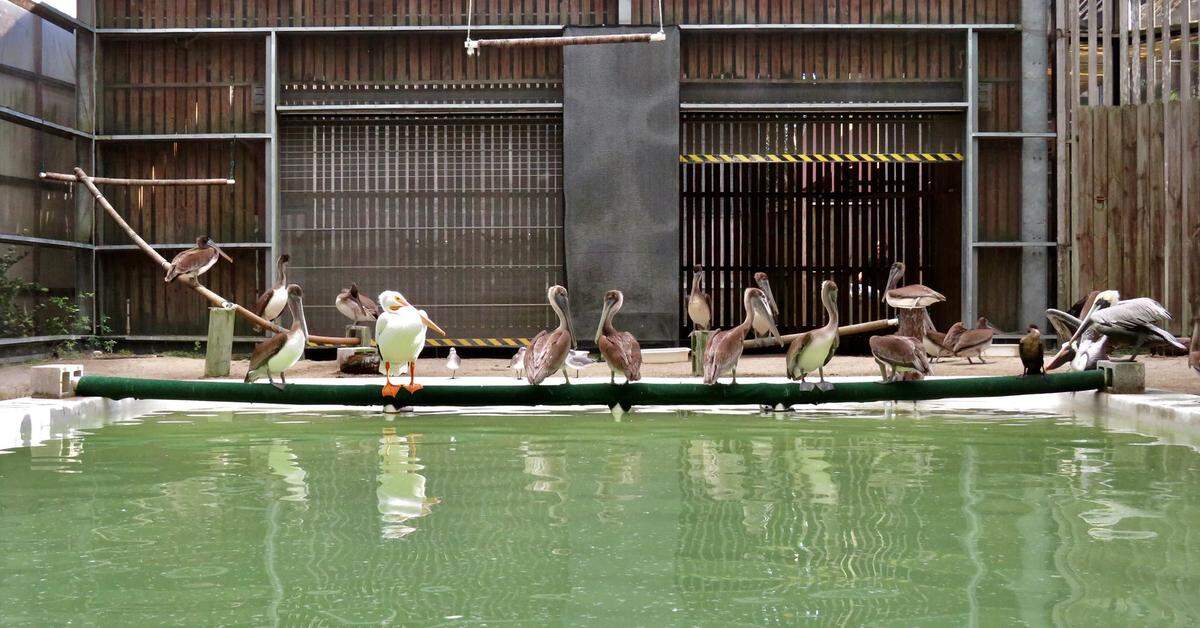 One of these pelicans ate more than it could handle. Hint, it’s the big American White on the left.