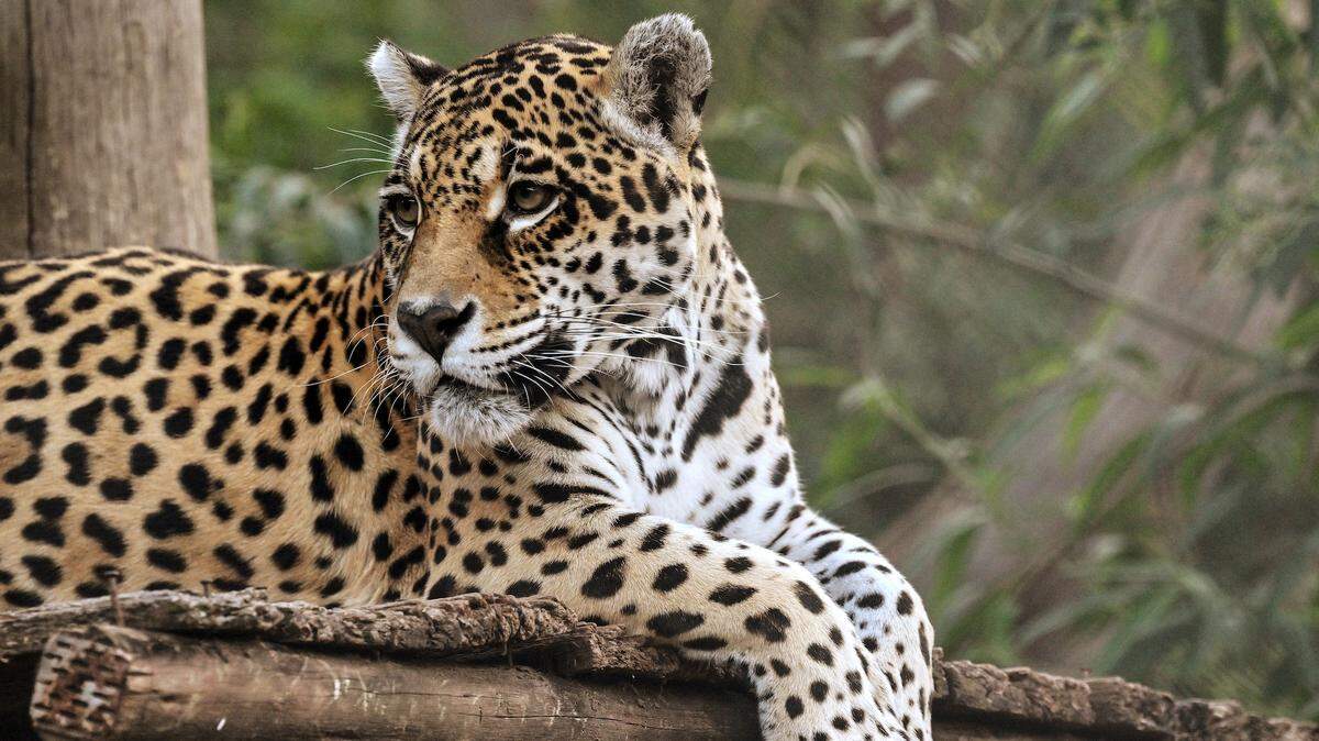 What Happened After a Cloud Jaguar Was Seen in Honduras