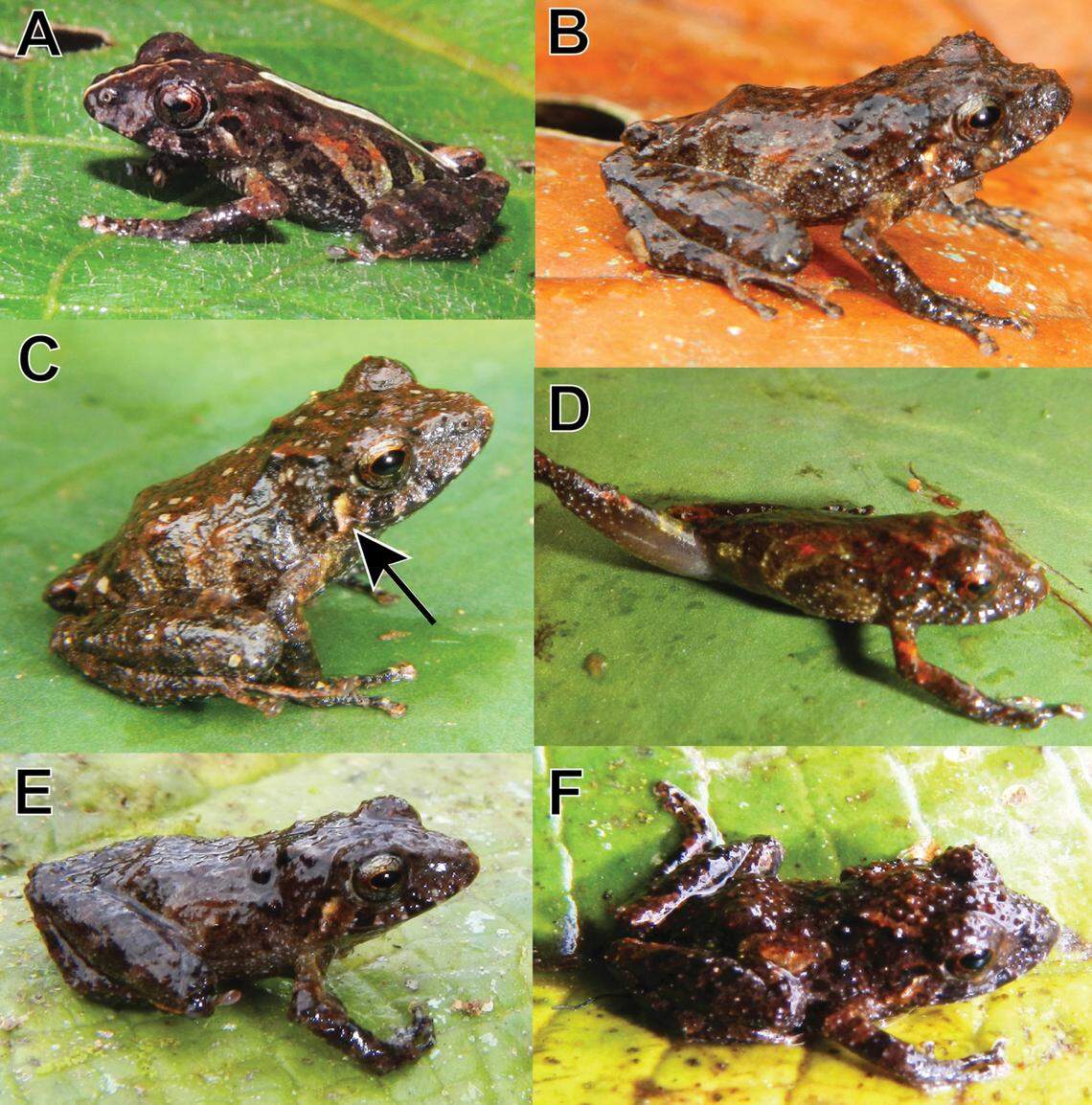 There was some variation in the species, including between males and females and juveniles and adults, researchers said.