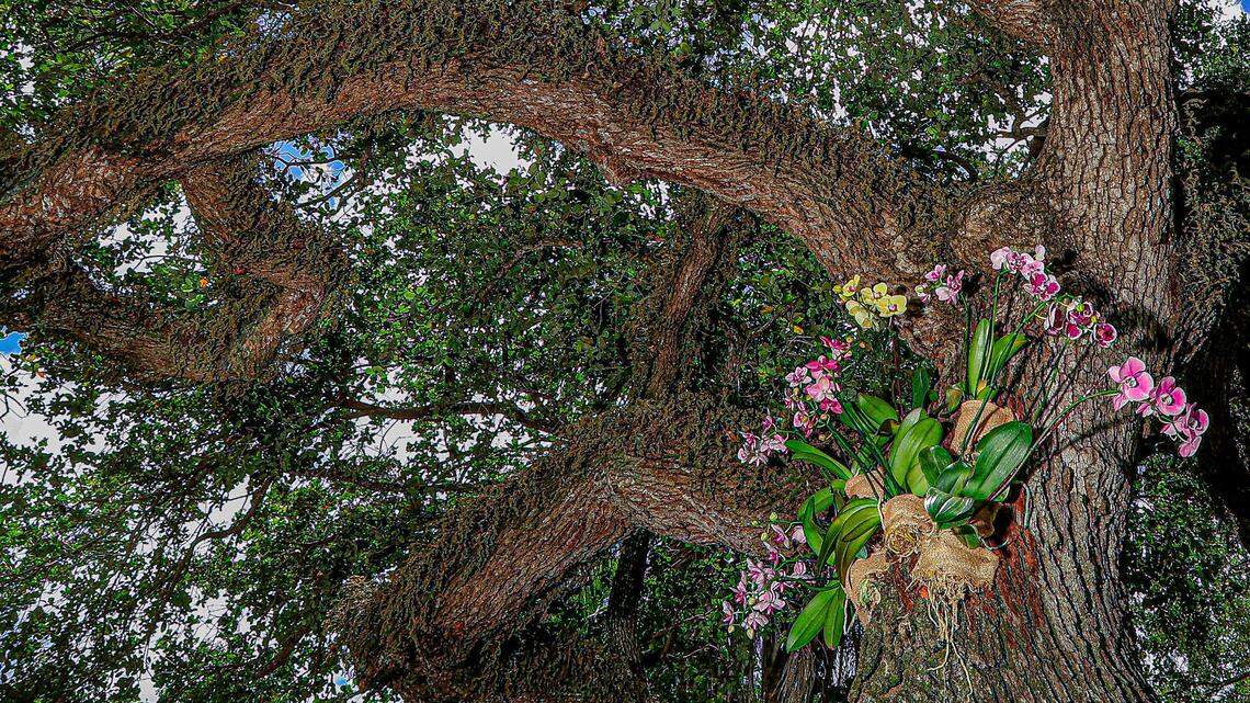Orchids placed by Ray Corral and neighbors along swales on Country Club Prado in Coral Gables beautify one of the live oak trees lining the block.