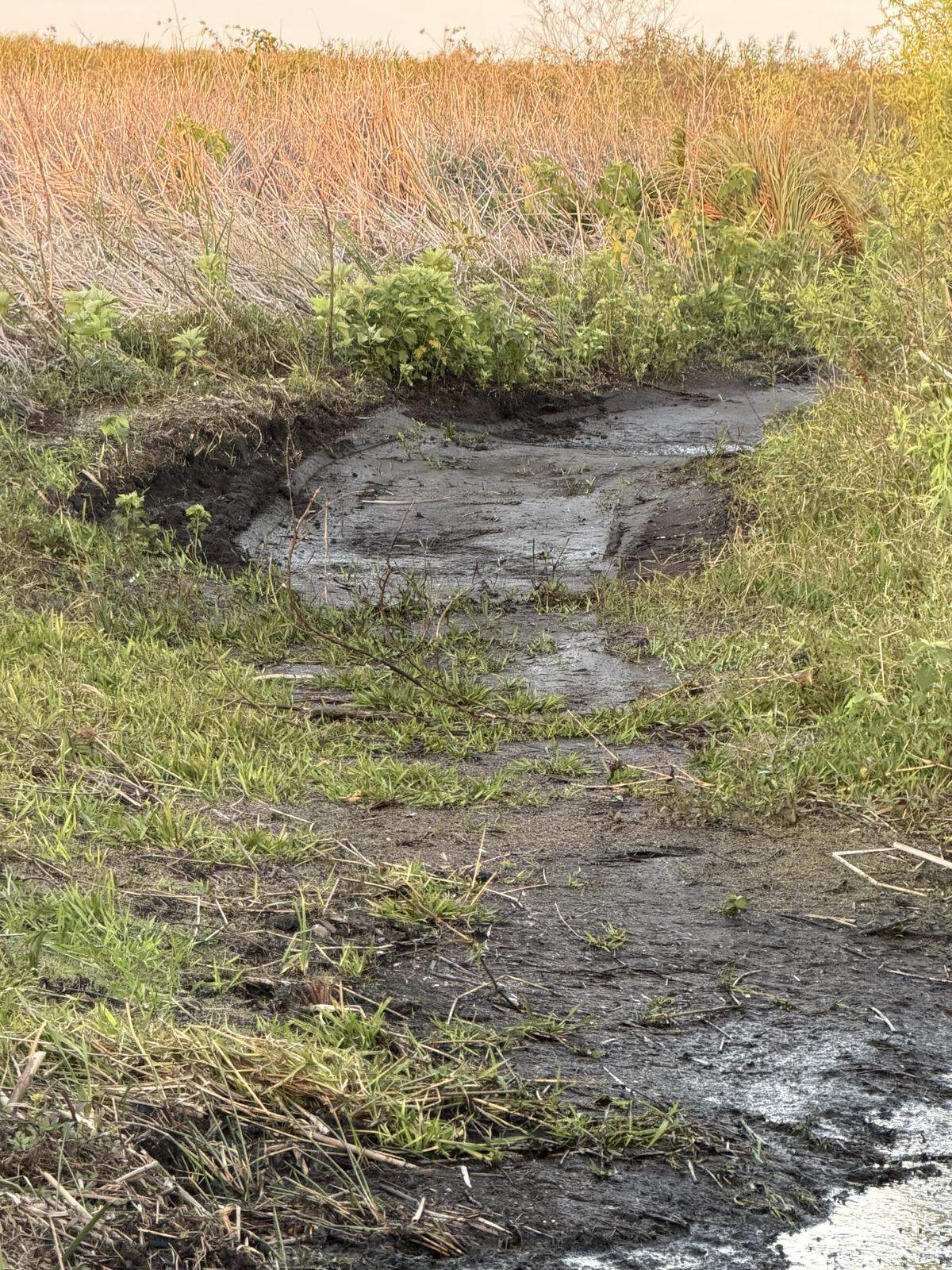 An airboat trail in water management area three dried out. “It looks like a trail” Sergio Balaguera-Reina, an ecologist on the University of Florida’s ‘croc docs’ research team, said