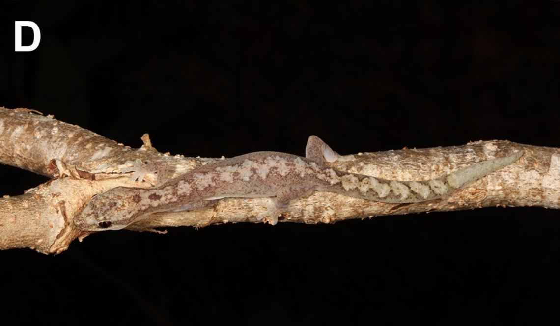 An Amalosia capensis, or Cape York zigzag gecko, stretched out on a branch.
