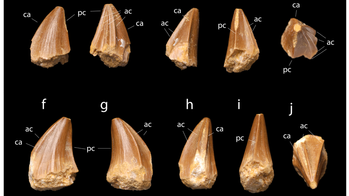 Scientists discover new species of mososaur or ancient lizard, Stelladens mysteriosus, from “screwdriver”-shaped teeth fossils, study said.