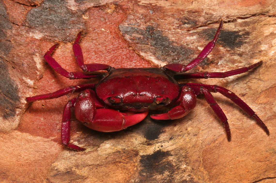 A Ghatiana sanguinolenta, or blood-red Ghat crab.