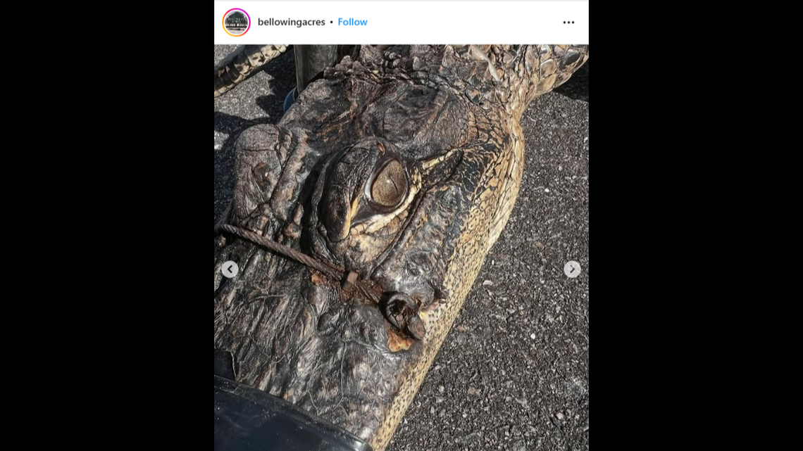 The snare had been stuck on the alligator’s upper jaw for a long time, resulting in it being embedded in the skin, photos show.