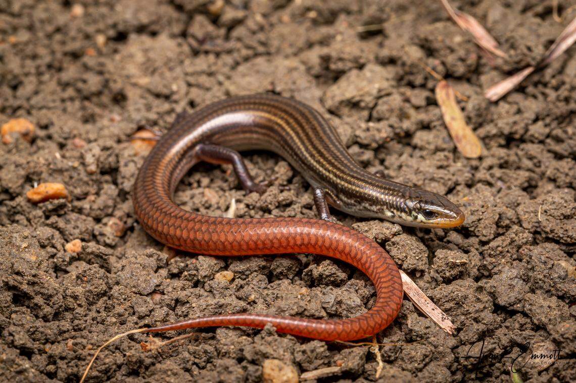 A close-up photo shows a Lyon’s grassland striped skink.