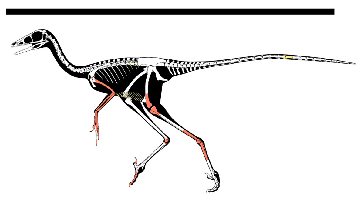 The bones belonged to a troodontid, a small, slender dinosaur that walked on two legs and was likely covered in feathers, researchers said.