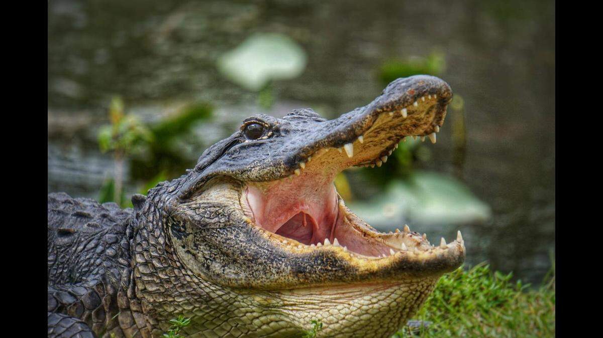 Alligators live in 67 Florida counties and pets resemble their natural prey in the wild, the state says.