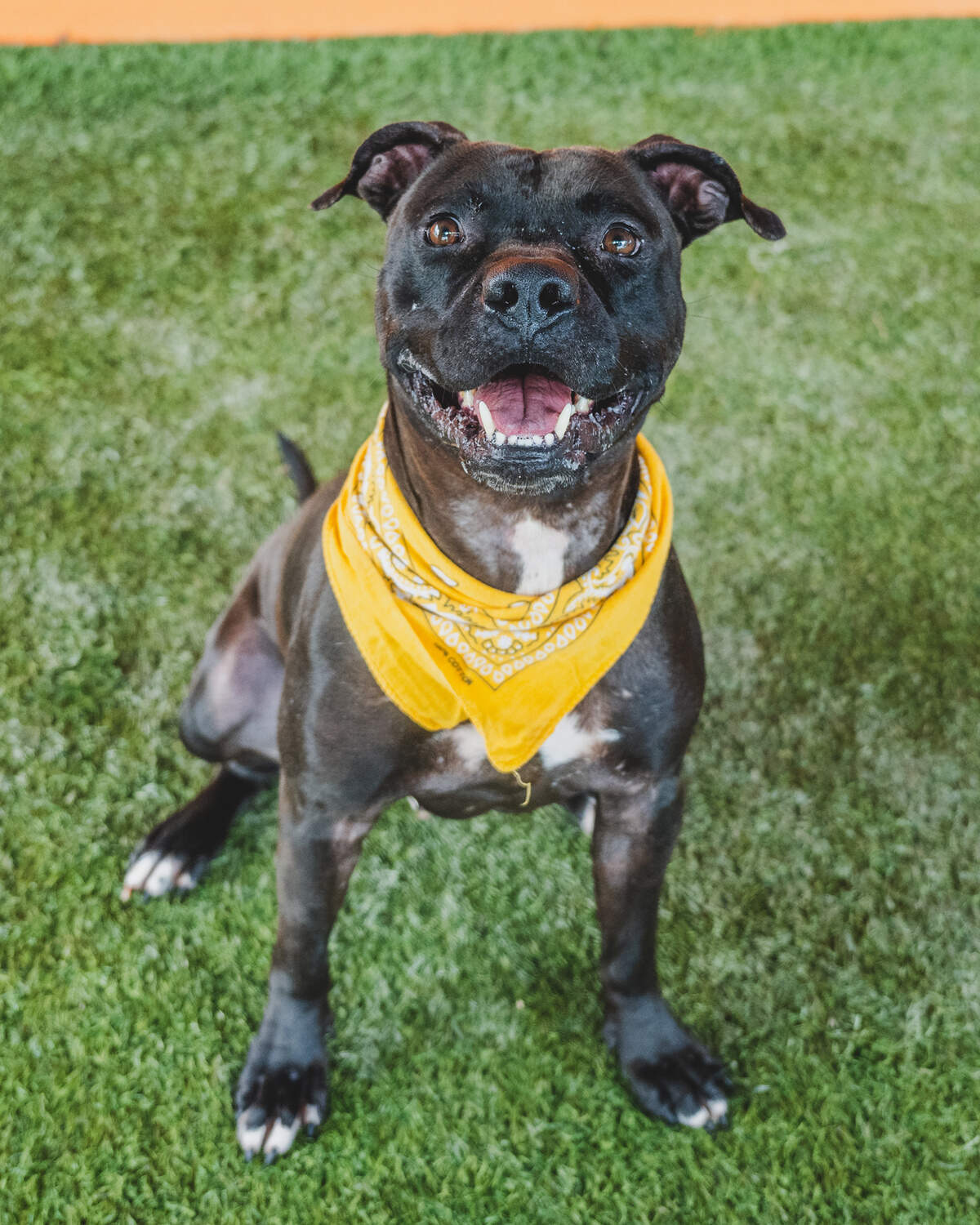Meet Norman #A2385877, the incredible 3-year-old terrier mix who’s been at the shelter since August of last year. Norman is truly the best of both worlds! He’s gentle and friendly with other dogs, making him a great companion for furry friends. But when it comes to humans, he’s a playful ball of energy! Norman knows how to have a blast and will keep you entertained with his playful antics. So, if you’re looking for a pup who can bring jy to everyone, Norman is the perfect choice. Adopt him today and get ready for endless fun and love!