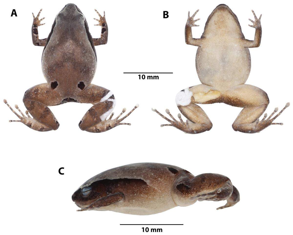 The new species, Noblella arutam, was named after a forest spiritual divine power.