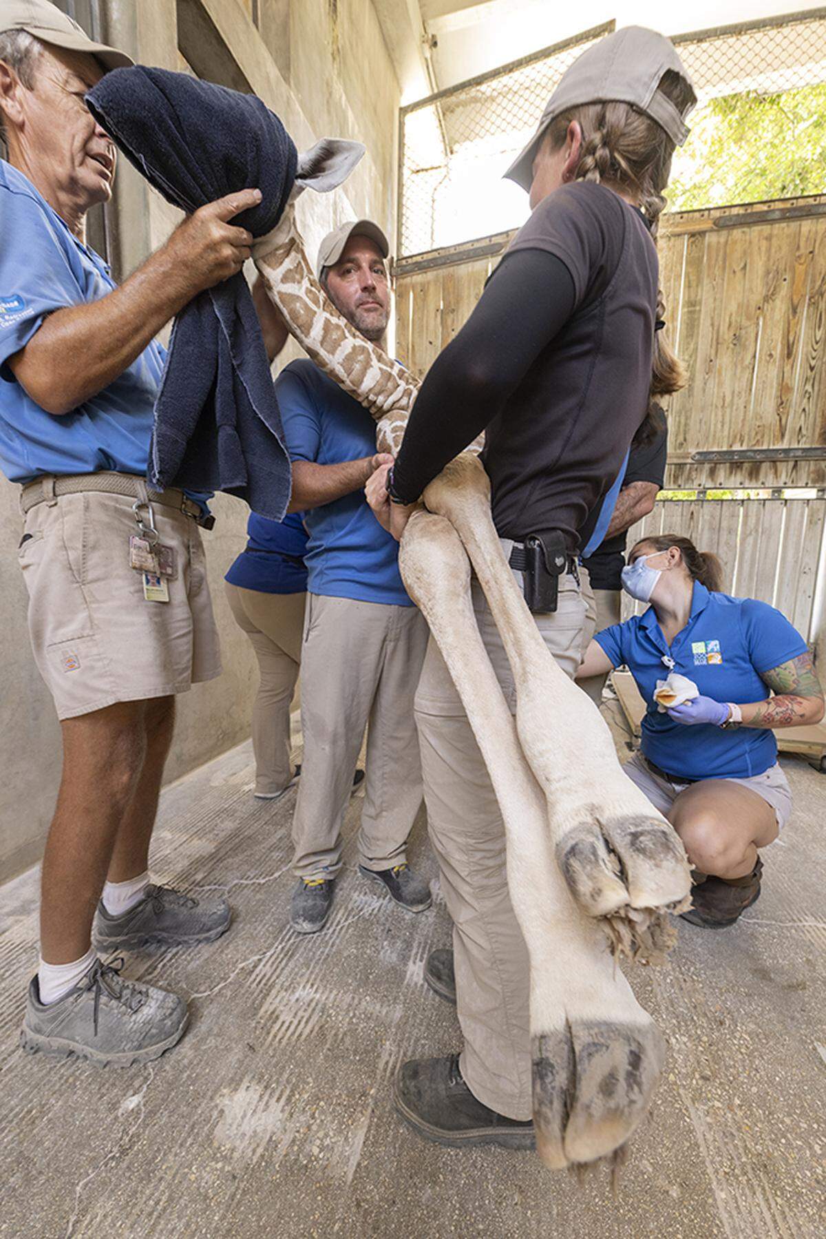 A new giraffe calf gets some human assistance at Zoo Miami in Kendall after her mom, Sabra, delivered her on Aug. 23, 2022. The covering over her head? That’s to keep her calm, says Zoo Miami spokesman and photographer Ron Magill.