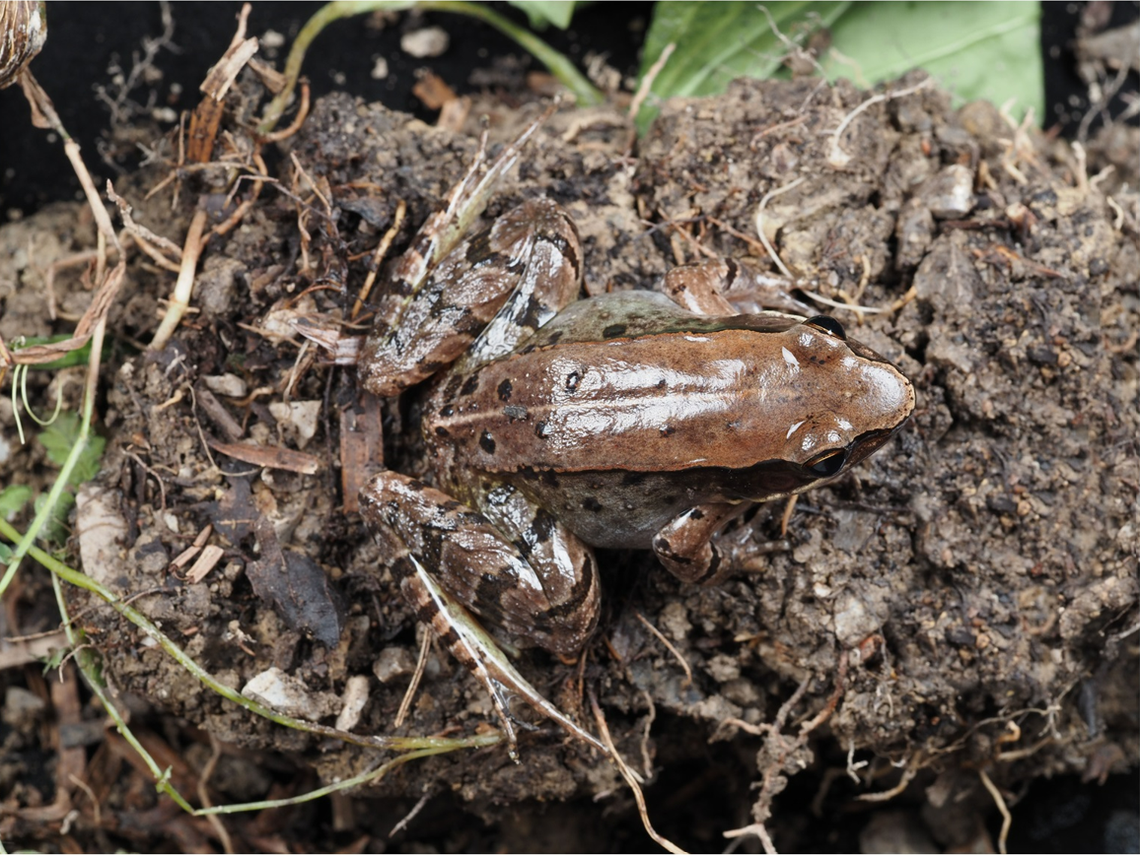 The Chongqing music frog, or Nidirana chongqingensis, seen from above.
