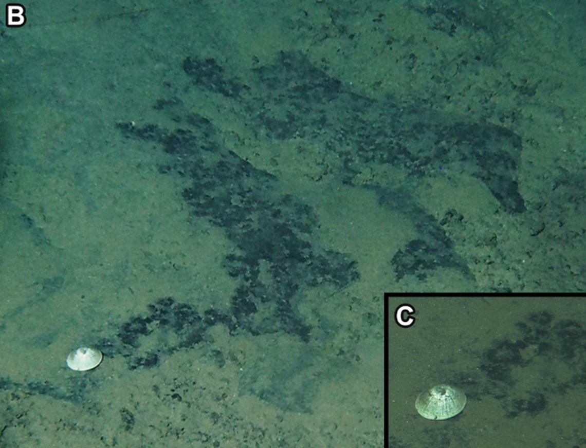 The animals were visible from the porthole, and one was collected to be identified, researchers said.