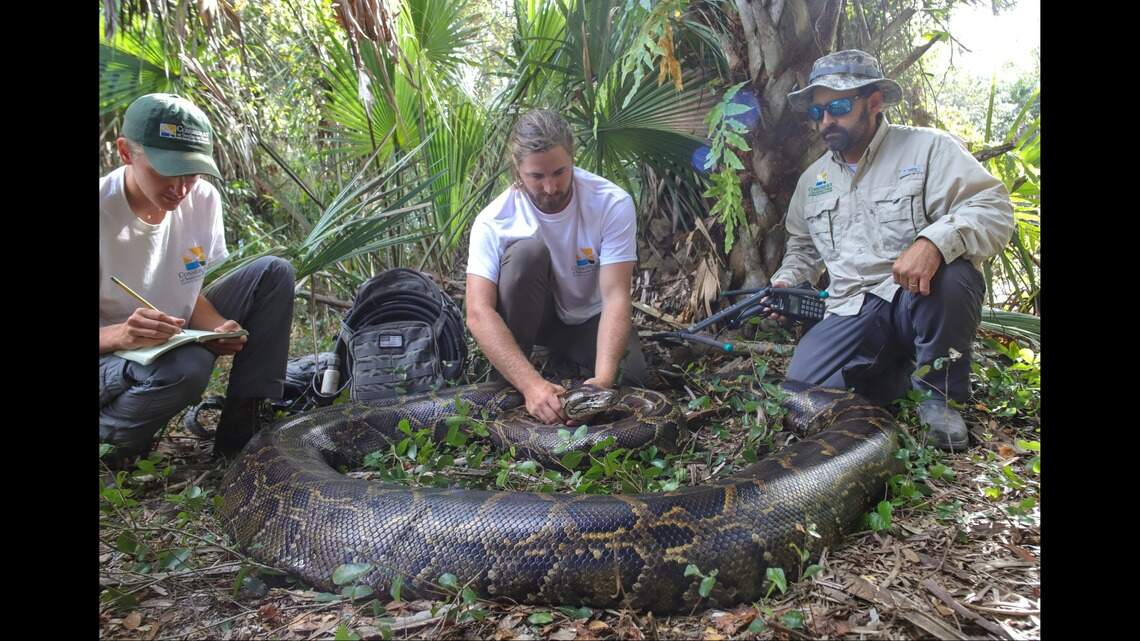 Florida’s invasive pythons are getting bigger, experts say | Miami Herald