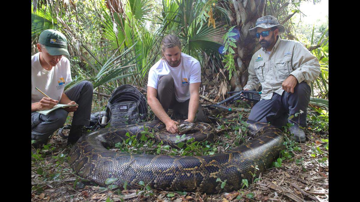 The Conservancy of Southwest Florida wildlife biologists are seen here with a female Burmese python that weighed 215 pounds.