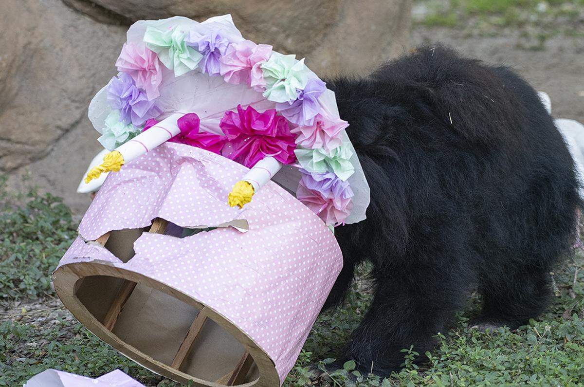 Keesha, a sloth bear at Zoo Miami, turned 26 on Jan. 4, 2022.