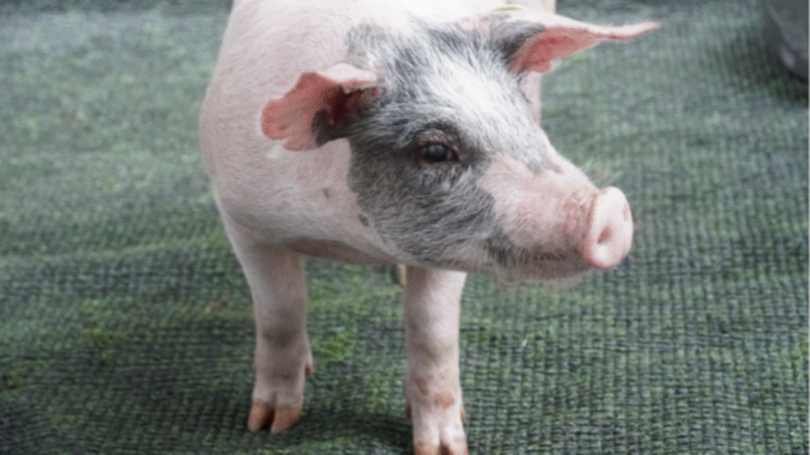 Chans the pig won’t be in your caja china this Nochebuena. He was pardoned, Miami-style.