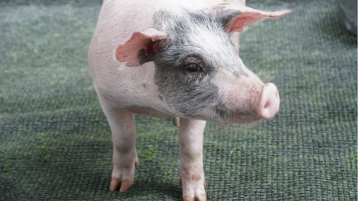 Two-month-old Chans the pig was pardoned by Miami-Dade County Mayor Daniella Levine Cava on Monday, Dec. 21, 2020. It’s the county’s third annual pig pardoning and the first for Levine Cava.