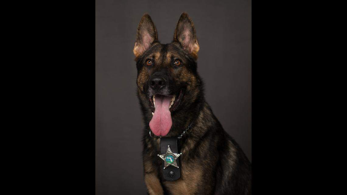 K-9 Brooks died March 17 after being shot while fighting with an alpaca in someone’s yard, the Hillsborough County Sheriff’s Office says.