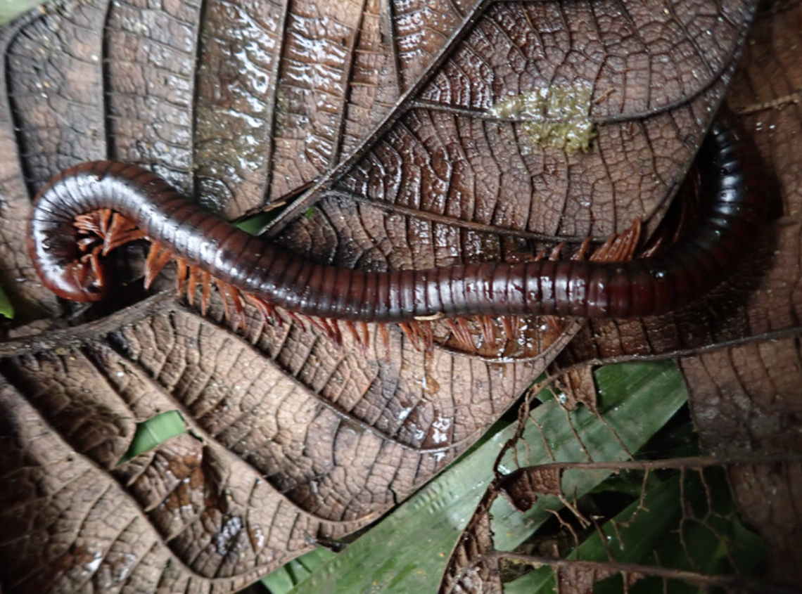 Dmitry Telnov/Re:wild