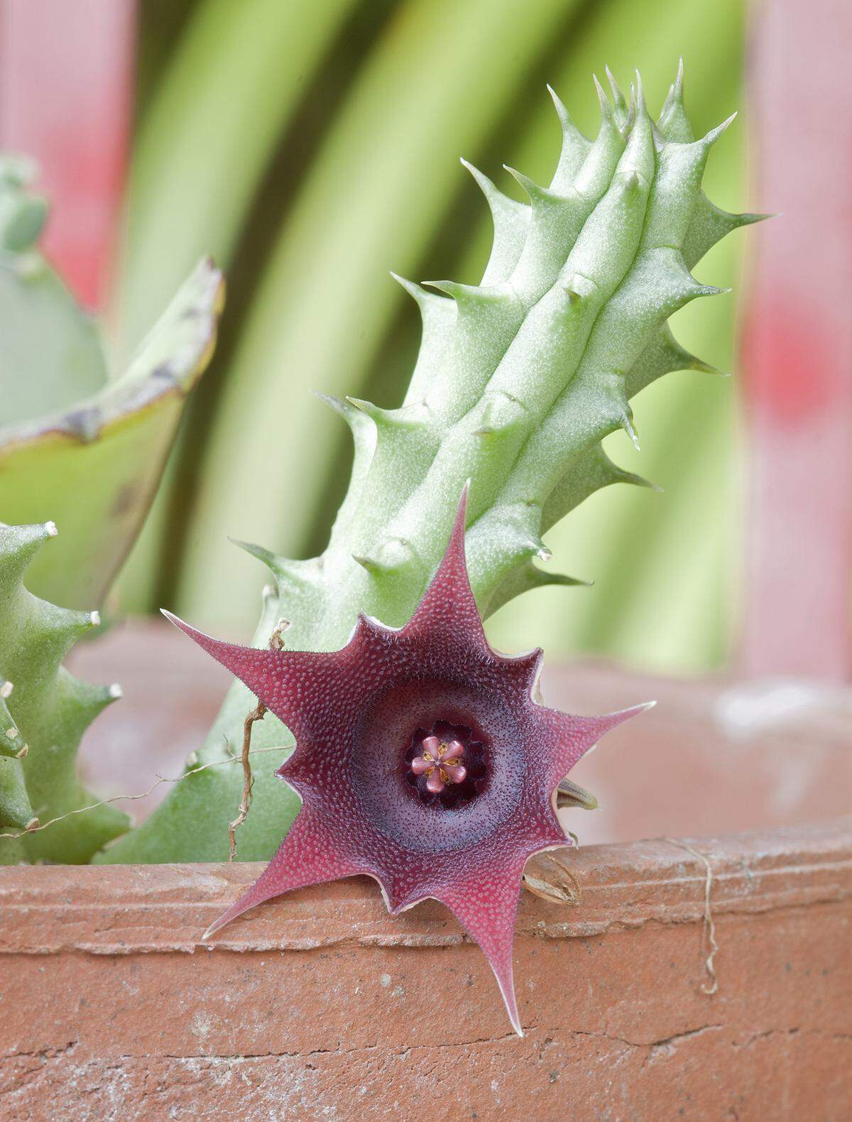 Huernia is a tough succulent with small, attractive flowers.