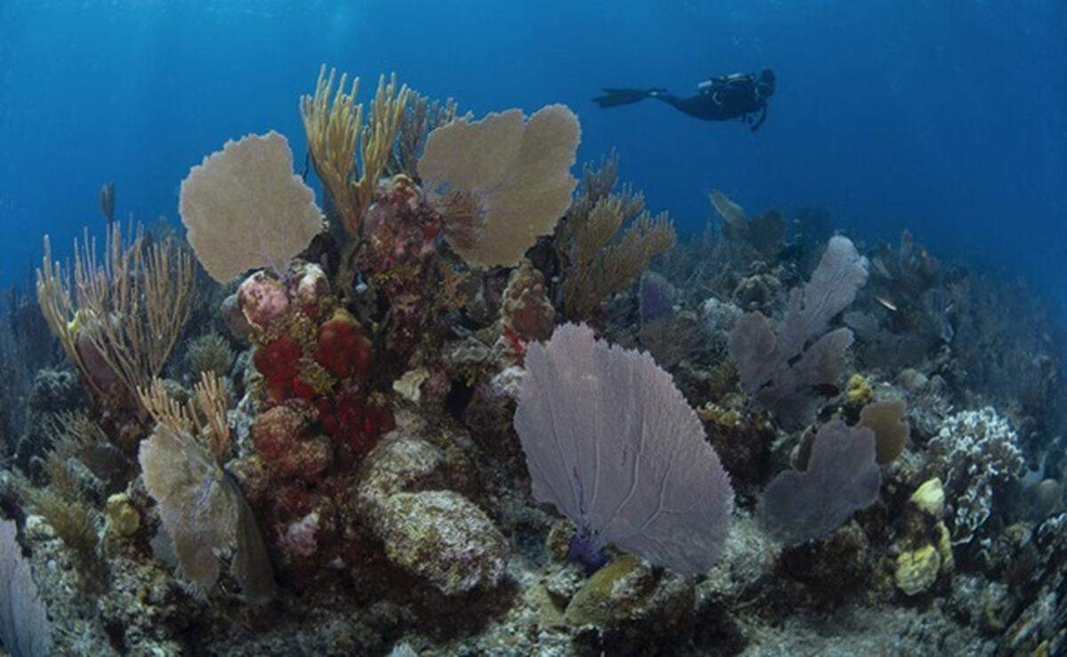 Just offshore of Mahahual lies the Mesoamerican Reef, the largest barrier reef system in the Western Hemisphere and the second-largest in the world, an extremely vulnerable ecosystem.