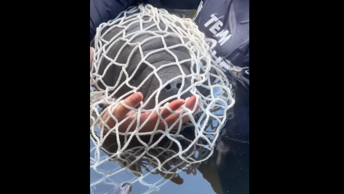 The rescue team used a net to bring the baby manatee to shore safely, officials said.
