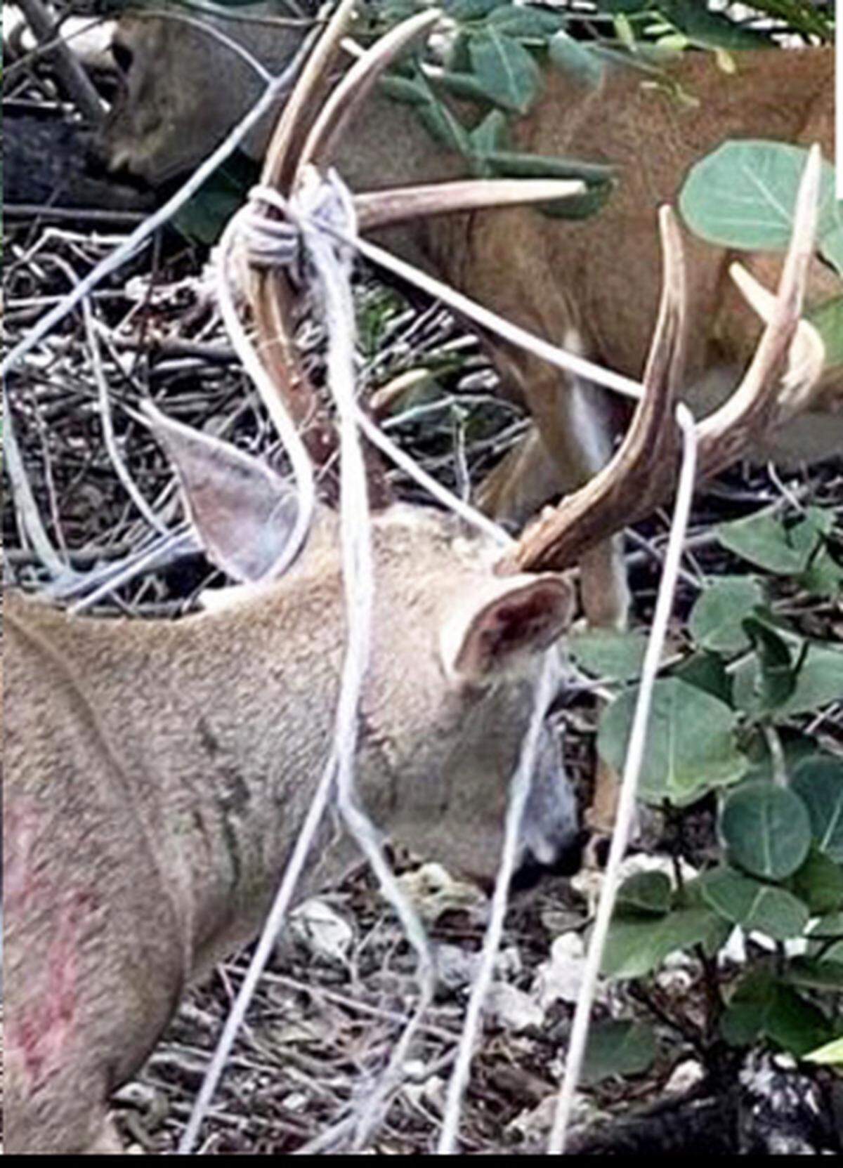 A wounded key deer walks through the woods of Big Pine Key on Nov. 9, 2022, with a rope entangled in its antlers. The animal was shot to death on Nov. 16, 2022.