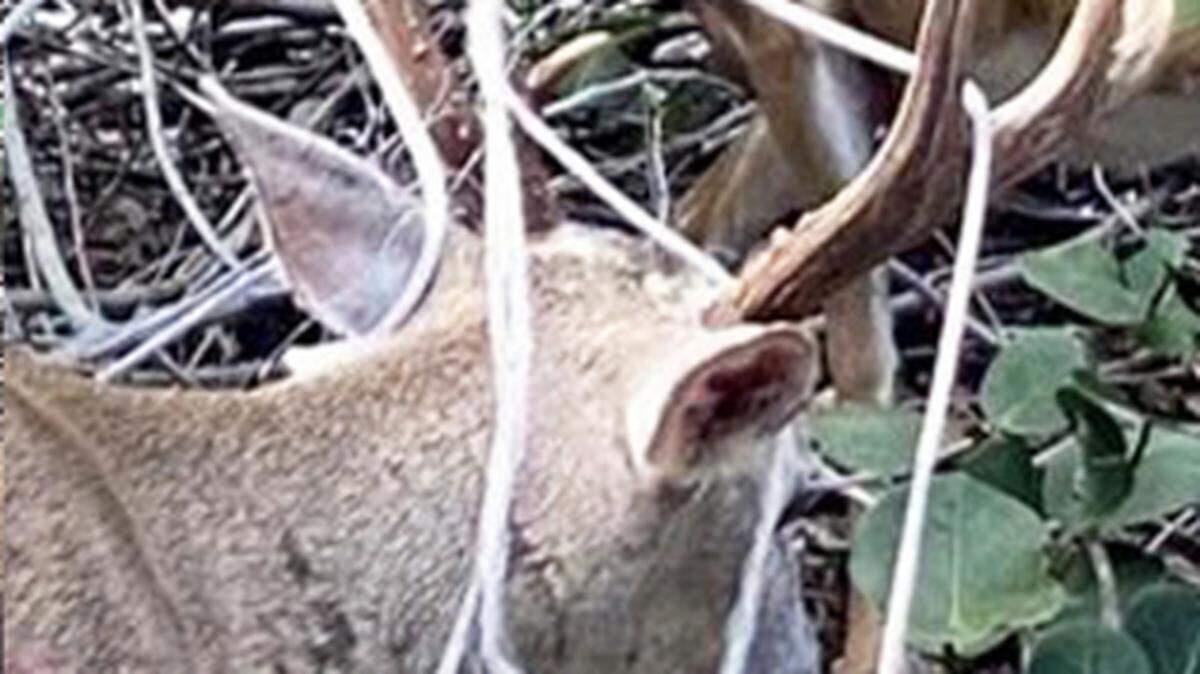 A wounded key deer walks through the woods of Big Pine Key on Nov. 9, 2022, with a rope entangled to its antlers. The animal was shot to death on Nov. 16, 2022.