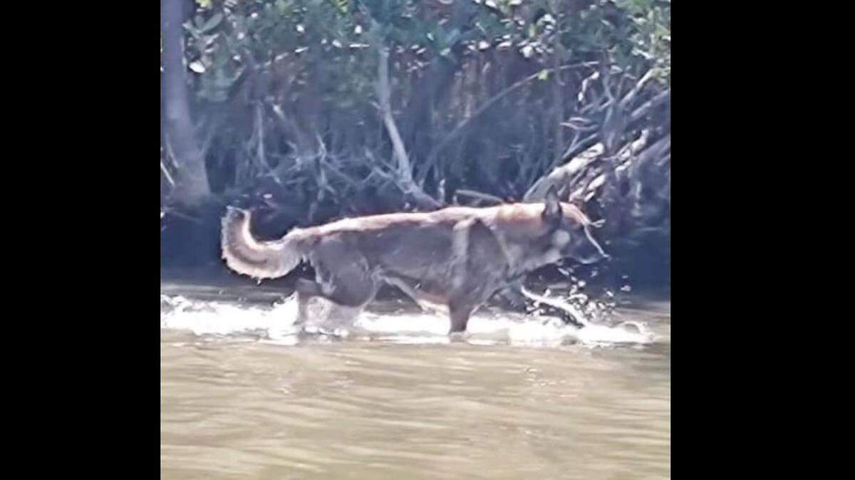 Lost German shepherd was rescued after cops found it on an Indian River Lagoon island/VBPD