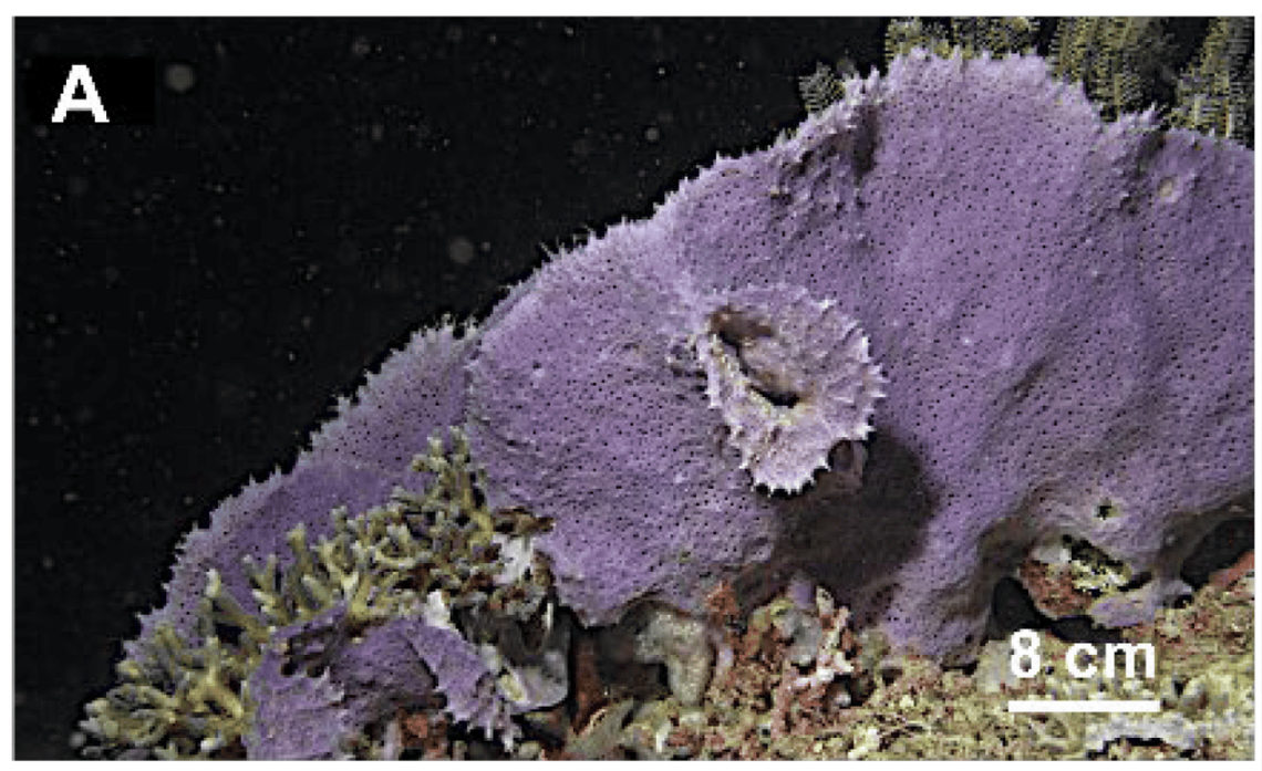 A Cladocroce lamellata sponge photographed underwater.