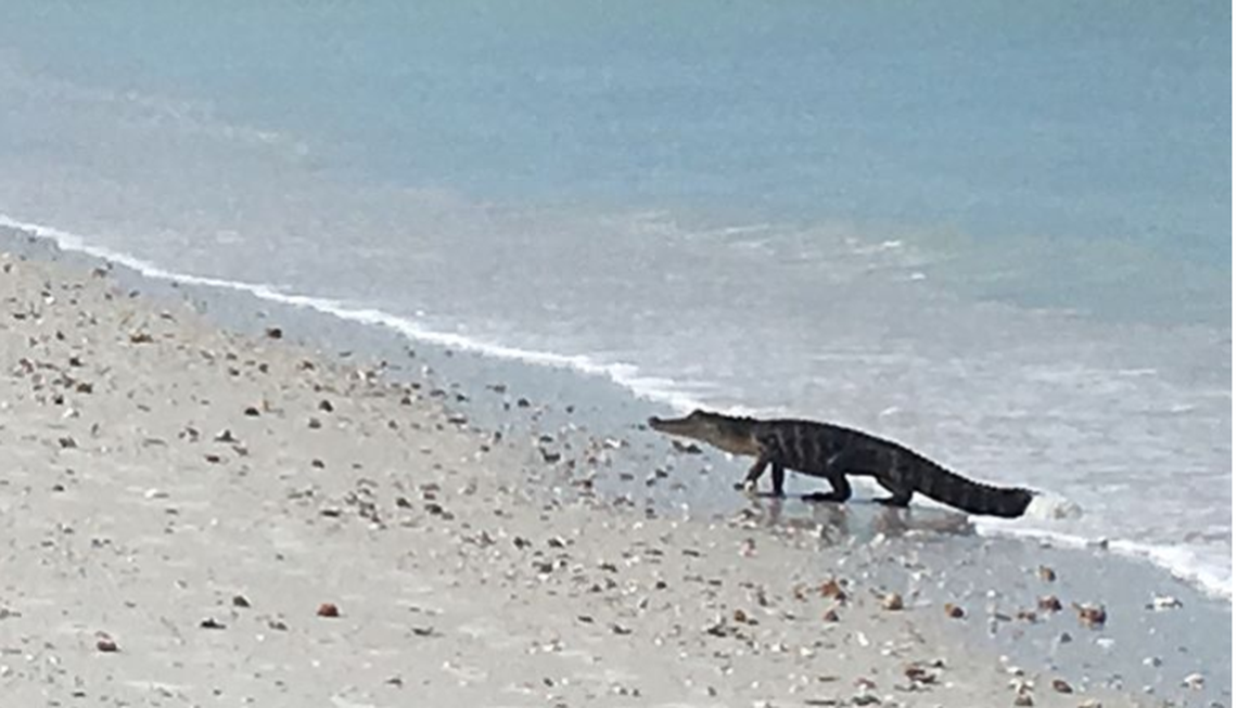 Capt. Jessica DeGraw of Island Time Dolphin and Shelling Cruises posted a video to the company’s Instagram page showing the alligator swimming Monday off a beach on Big Hickory Island, near Bonita Springs in Lee County.