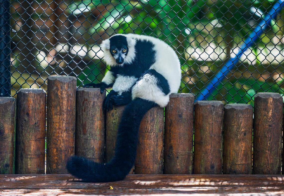 View of a black-and-white ruffed lemur at Jungle Island on Wednesday, July 31, 2024.