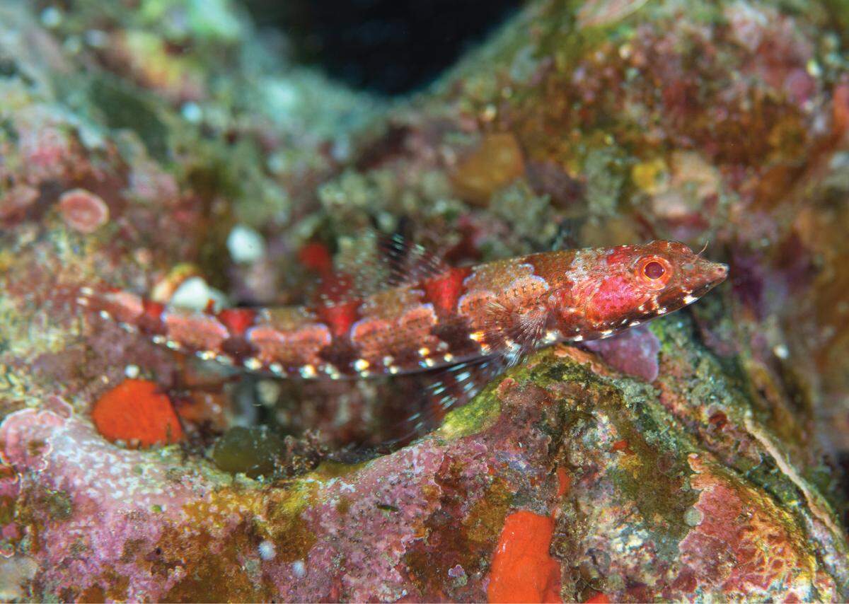 The red-eyed fish has saddle-like red blotches along its back.