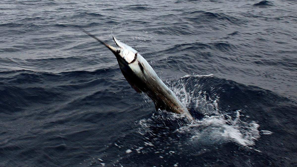 Sailfish are the official state saltwater fish of Florida and abundant in South Florida this time of year.