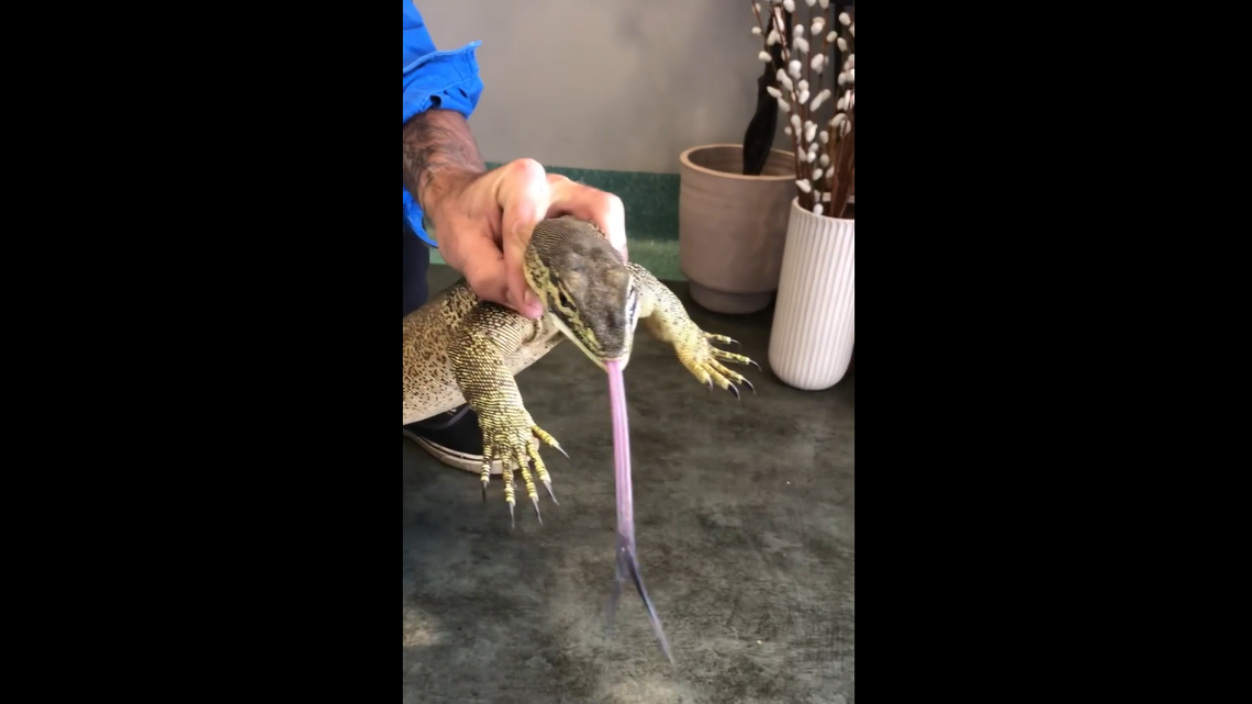 Drew Godfrey ended up chasing the 3-foot yellow spotted monitor lizard behind the cafe’s counter, sending staff running.