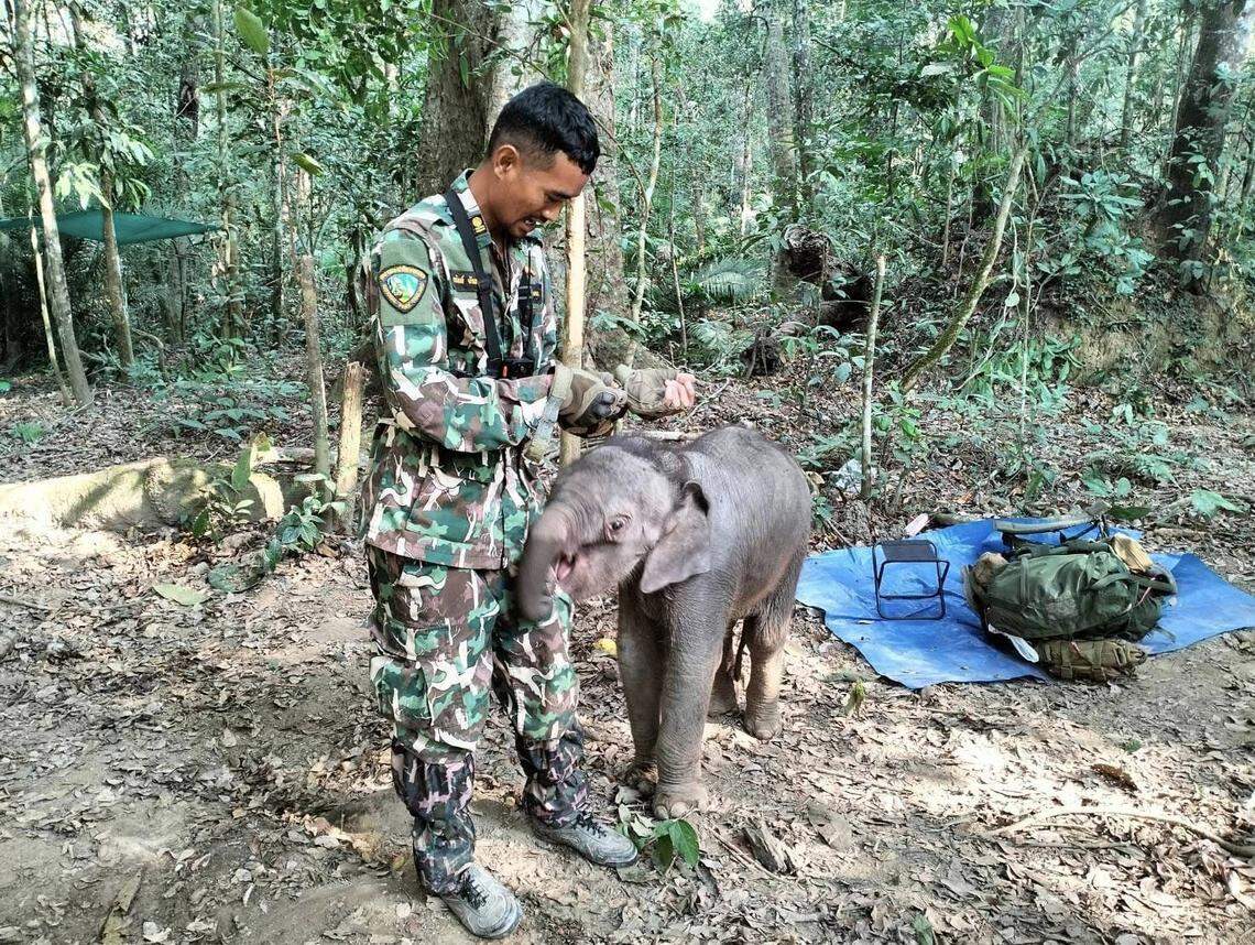 After rescuing the baby, rangers waited overnight until its mom returned.