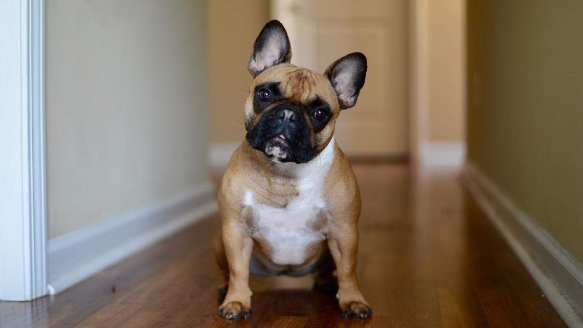 A 3-month-old French bulldog (not pictured) made history when he regrew part of his jaw bone after surgery to remove a tumor, Cornell University veterinarians said.
