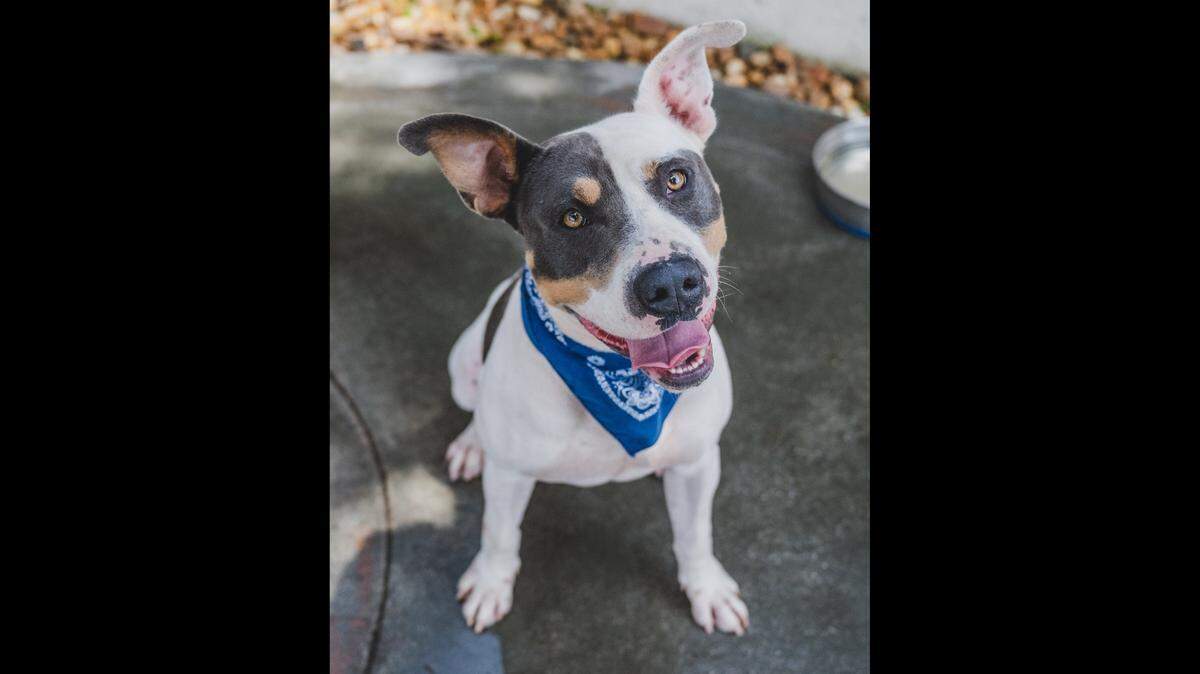 Meet Max #A2511977, a striking 3-year-old American Staffordshire Terrier mix with a captivating tri-color coat that's sure to turn heads. Max's journey began when he was found tied to a pole as a stray, but he’s ready to leave those days behind. Although he may appear strong on a leash, he’s surprisingly easy to handle and is a true gem to walk. Max absolutely adores being petted and thrives on affection, making him an ideal cuddle companion. With his charming personality and striking appearance, Max is looking for a loving home where he can finally experience the care and love he deserves.