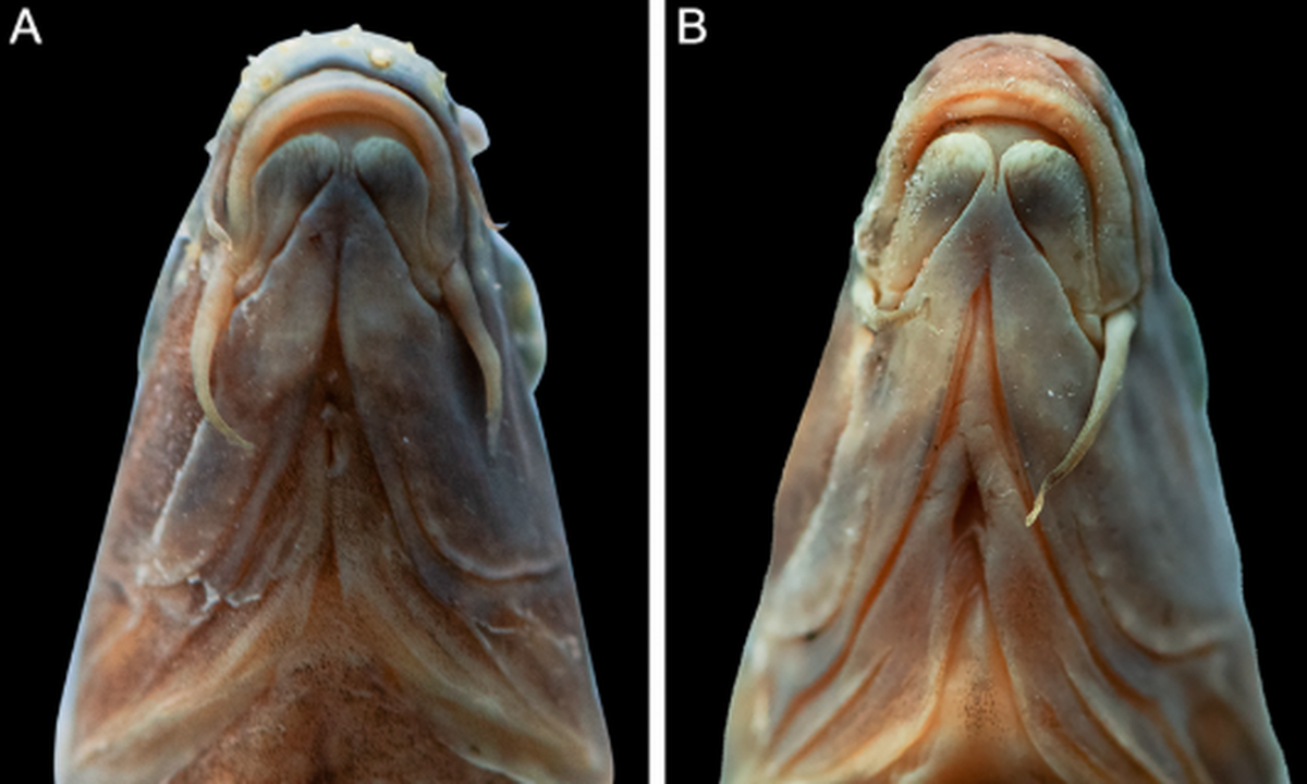 The fish has a horse-shoe shaped mouth with thick lips that set it apart from other related species, researchers said.