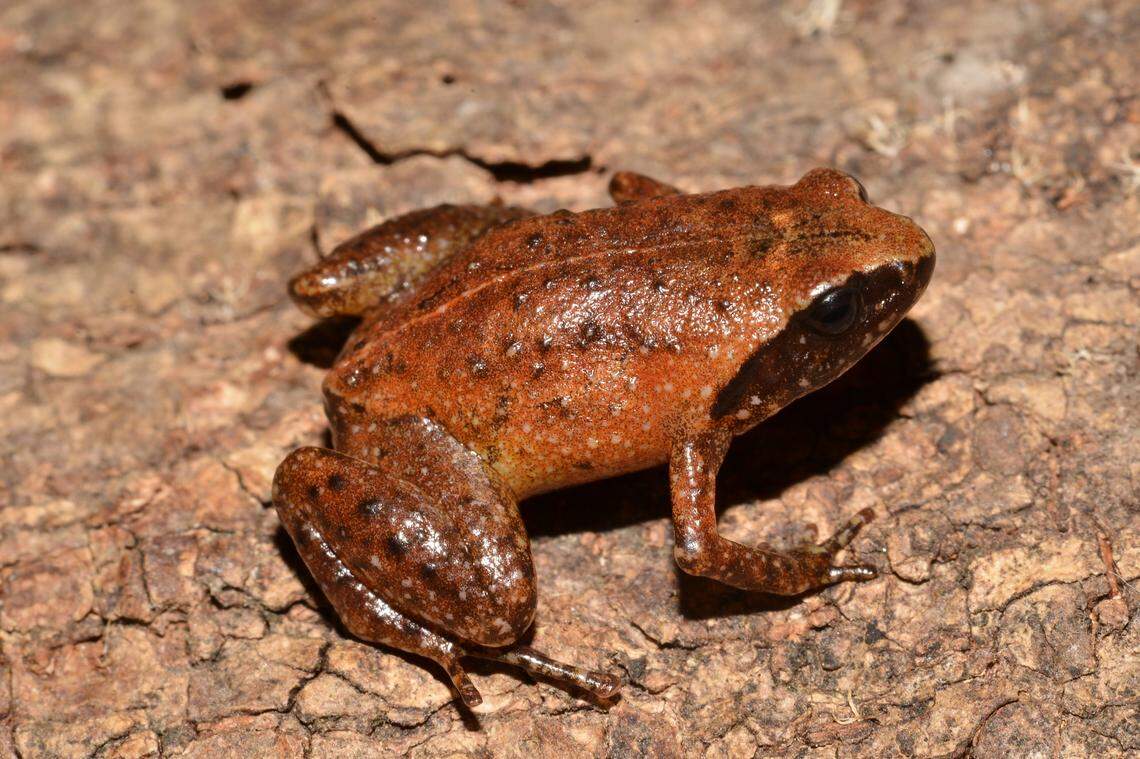 Experts said the creatures have black pustules on their legs.