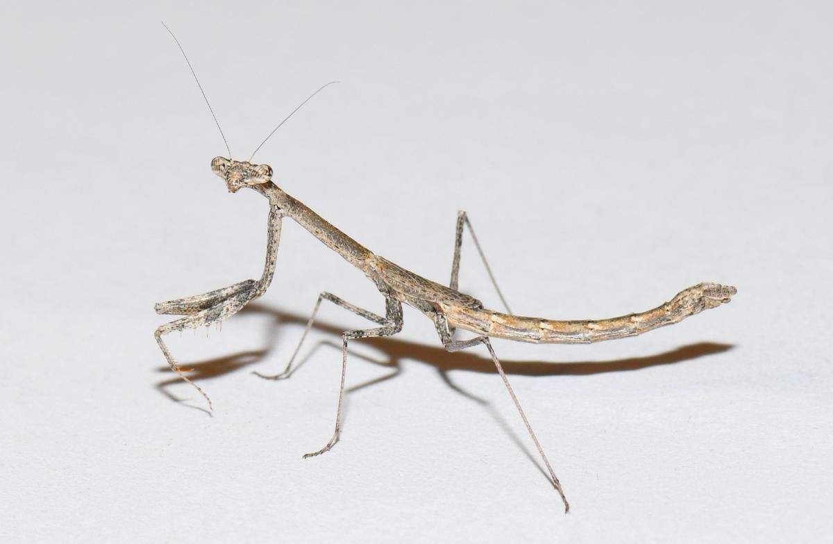 When threatened, the females throw themselves on the ground and stay still, sometimes for minutes.